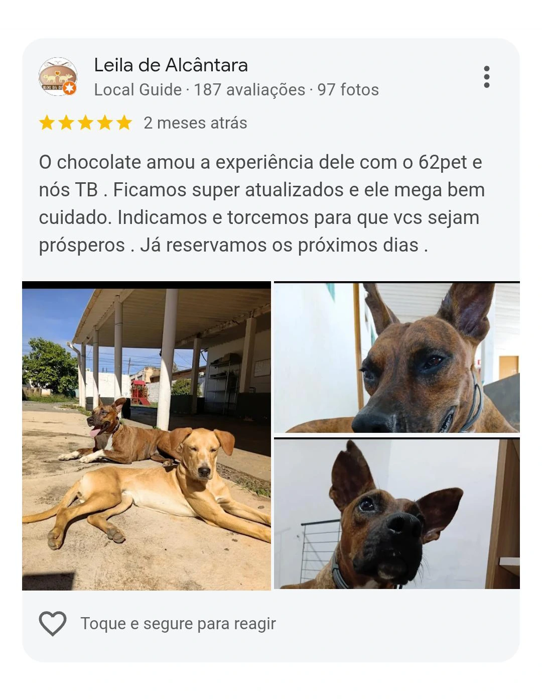 Avaliação 5 estrelas Pet Resort
