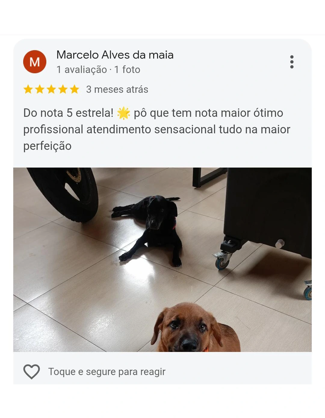 Avaliação 5 estrelas Pet Resort